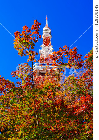 Tokyo Tower seen from among the red-stained trees (Shiba Park, Minato Ward, Tokyo) Tokyo Tower seen from among the red-stained trees (Shiba Park, Minato Ward, Tokyo) 118839148