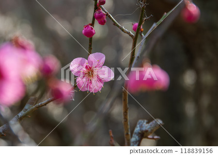 梅花告訴春天 梅花告訴春天 118839156