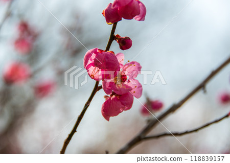 梅花告訴春天的到來 梅花告訴春天的到來 118839157