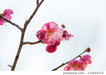 粉紅色的梅花在蒼白的背景上脫穎而出 粉紅色的梅花在蒼白的背景上脫穎而出 118839158