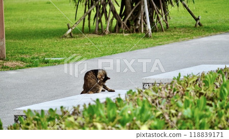 Cat grooming in the park Cat grooming in the park 118839171