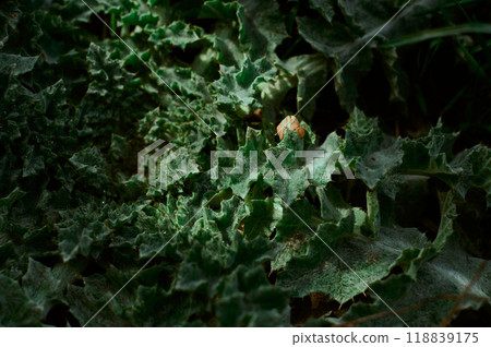 Little land snail hiding in green plant. 118839175