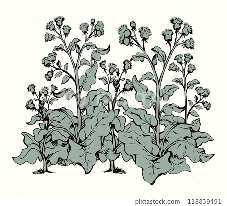 Big blooming burdock. Vector drawing Big blooming burdock. Vector drawing 118839491