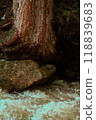 Water flows through a lush forest with trees and stones 118839683