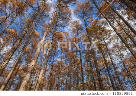 Witness the calming effect of dawn in a pine wilderness through a horizontal photo, where the silhouette of trees creates a tranquil atmosphere in the morning light. 118839891