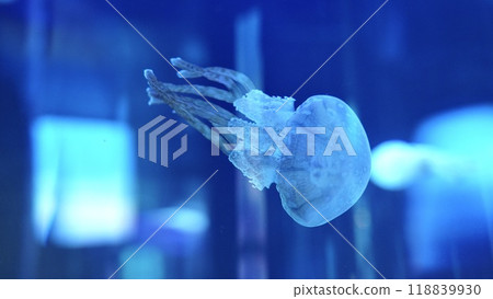 月亮水母 118839930