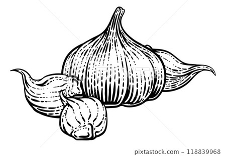 Garlic Vegetable Vintage Woodcut Illustration 118839968