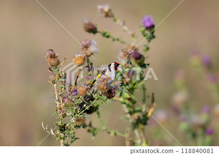 From the life of the European goldfinch 118840081
