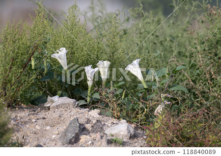 Datura is blooming Datura is blooming 118840089