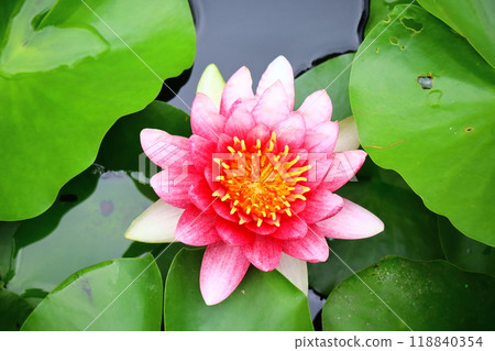 Red water lily flowers 118840354