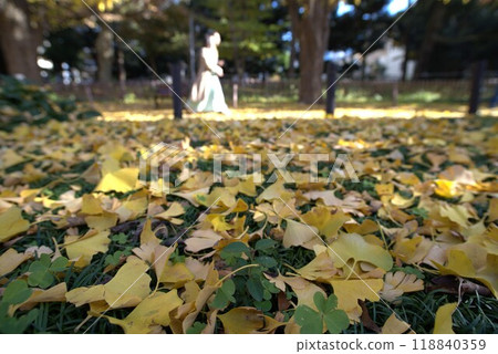 fallen leaves of ginkgo fallen leaves of ginkgo 118840359