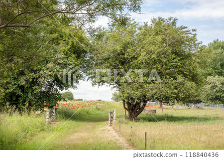Trees along the edges of the road and a field of poppies in the distance. Trees along the edges of the road and a field of poppies in the distance. 118840436