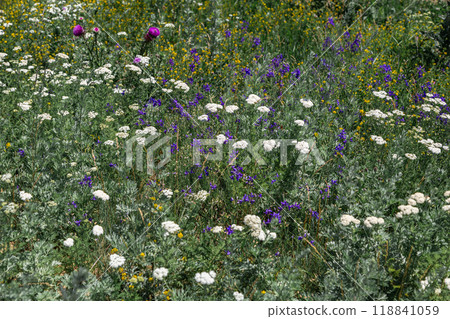Blossom of colorful summer wildflowers on bee meadow in sunny day 118841059