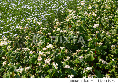Close up of flowers of buckwheat. Blooming buckwheat field 118841070