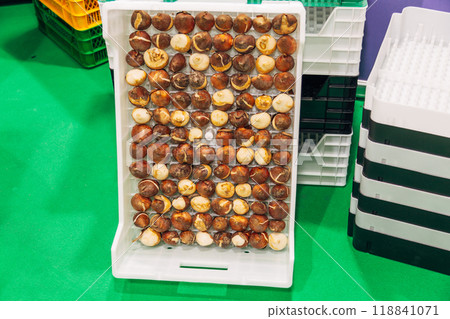 special boxes for forcing tulip bulbs on an industrial scale 118841071