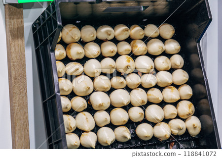 special boxes for forcing tulip bulbs on an industrial scale 118841072