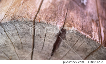 Nature Texture.Rough Tree Bark.This macro shot reveals the intricate details of rough tree bark, highlighting the beauty of natural textures and ecosystems.  118841234