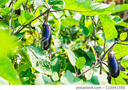 Home-grown eggplants 118841388