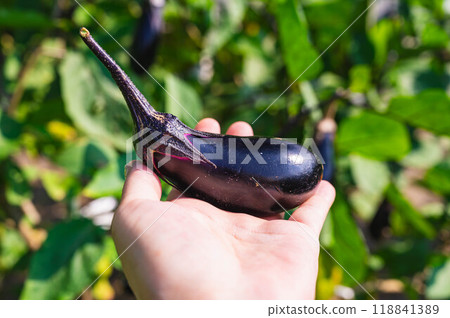Senryo eggplants growing in a home garden 118841389