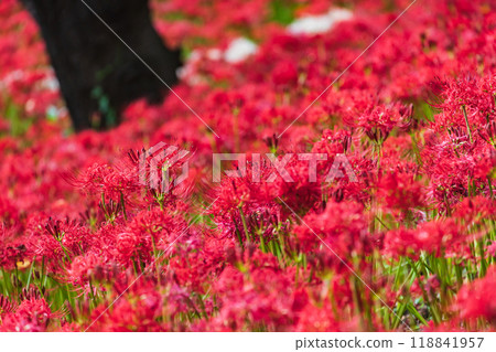 簇生蜘蛛百合 簇生蜘蛛百合 118841957