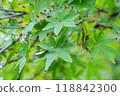 綠色的楓葉 118842300