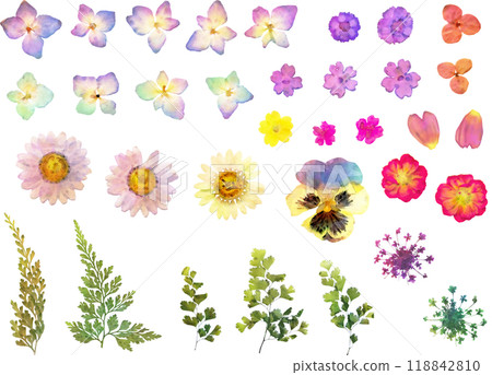 乾燥花插畫素材套裝5（壓花） 118842810