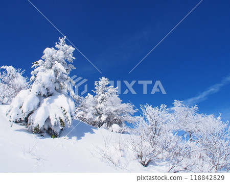 淺間山脈烏帽山的樹木被霜覆蓋 淺間山脈烏帽山的樹木被霜覆蓋 118842829