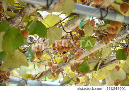 Kiwi fruit hanging on a shelf 118843001
