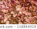 Hydrangeas petal bud background. Pink Hydrangea flower. 118843019