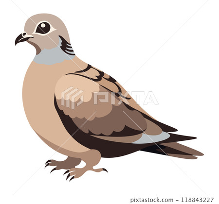 Turtle dove. Vector illustration isolated on white background Turtle dove. Vector illustration isolated on white background 118843227