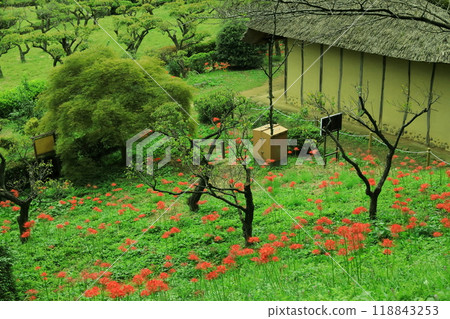 Machida City Yakushiike Park, red spider lilies 118843253