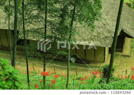 Machida City Yakushiike Park, red spider lilies Machida City Yakushiike Park, red spider lilies 118843260