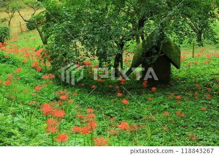 Machida City Yakushiike Park, red spider lilies Machida City Yakushiike Park, red spider lilies 118843267