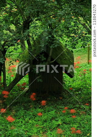Machida City Yakushiike Park, red spider lilies Machida City Yakushiike Park, red spider lilies 118843270