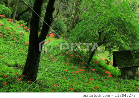 Machida City Yakushiike Park, red spider lilies Machida City Yakushiike Park, red spider lilies 118843272