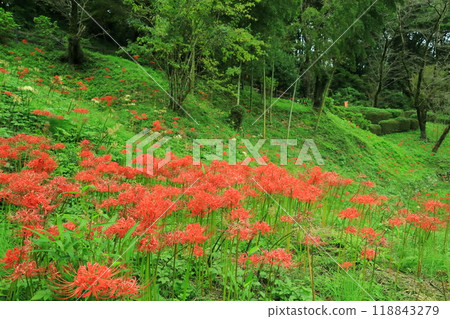 Machida City Yakushiike Park, red spider lilies Machida City Yakushiike Park, red spider lilies 118843279