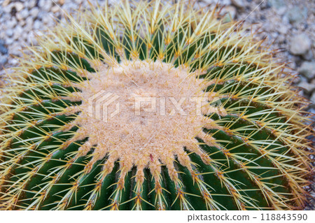 Cactus Cactus 118843590