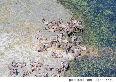 Aerial shot of a herd of wildebeest 118843630