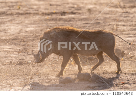 Close-up of a Warthog 118843648