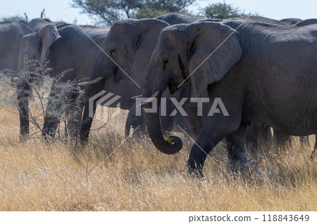Elephant herd grazing in Etosha 118843649