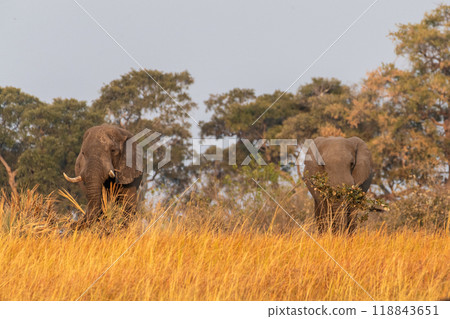 Two giant Elephants Two giant Elephants 118843651