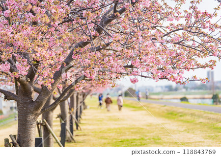 市川市江戶河堤岸河津櫻花 市川市江戶河堤岸河津櫻花 118843769
