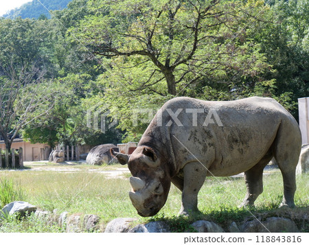黑犀牛在動物園裡 118843816