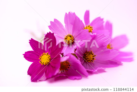 beautiful cosmos flowers beautiful cosmos flowers 118844114