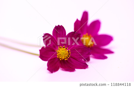beautiful cosmos flowers beautiful cosmos flowers 118844118