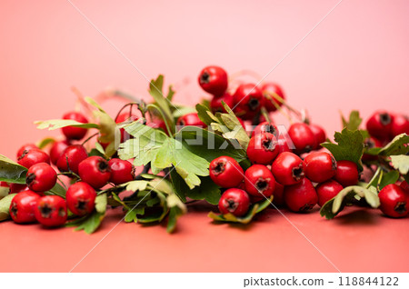 branch with hawthorn berries branch with hawthorn berries 118844122