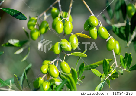 trees with green olives 118844286