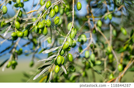 trees with green olives 118844287