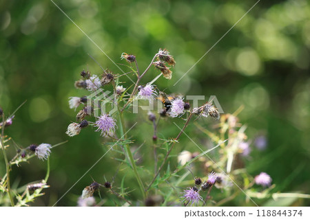 A starling hawk moth hovers over a thistle flower, sucking nectar. A starling hawk moth hovers over a thistle flower, sucking nectar. 118844374