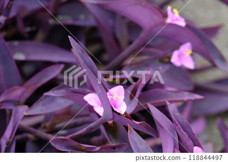 Murasakigoten Murasakigoten 118844497